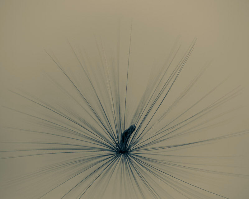 Radiance in the Quiet Bloom