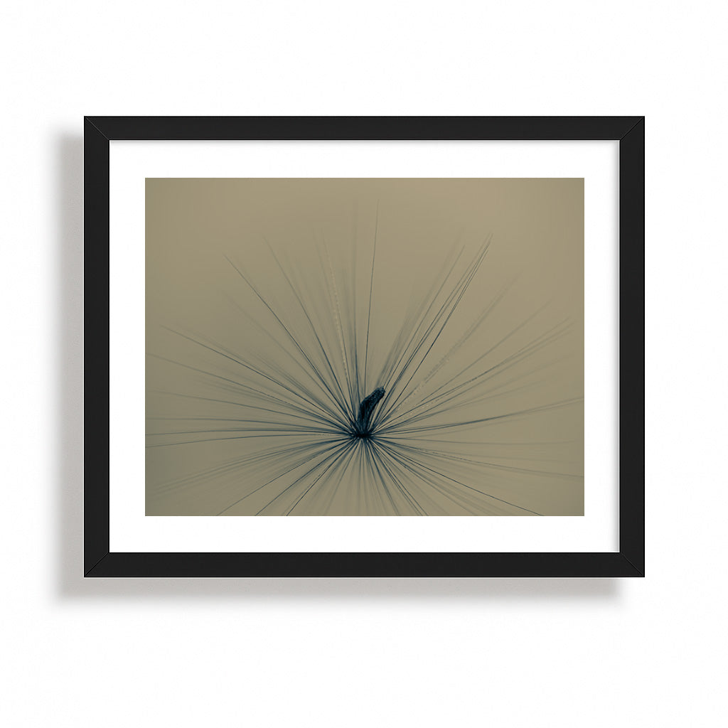 Radiance in the Quiet Bloom