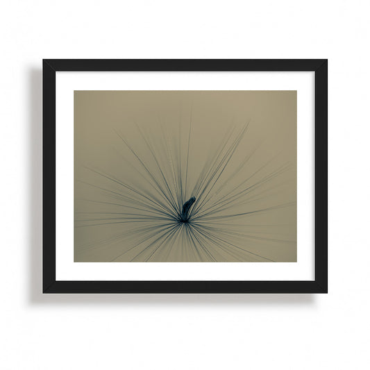 Radiance in the Quiet Bloom