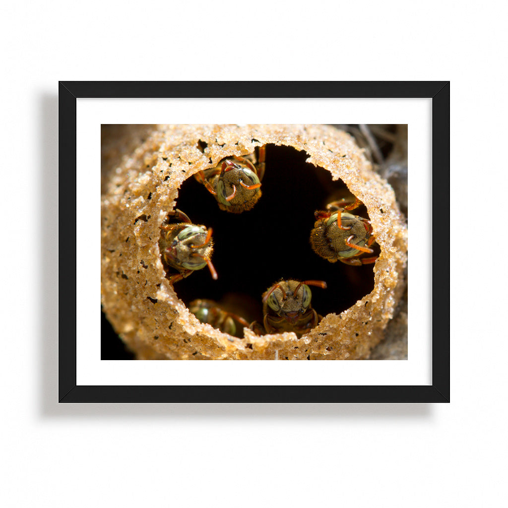 Guardians of the Golden Hive