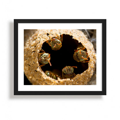 Guardians of the Golden Hive