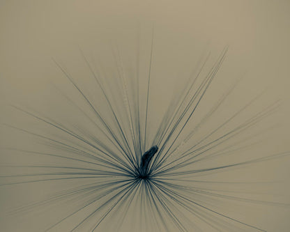 Radiance in the Quiet Bloom